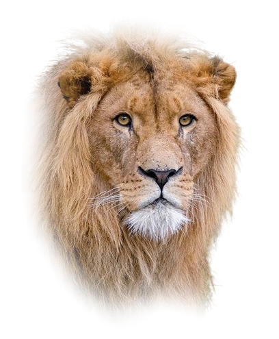 An image of a male lion