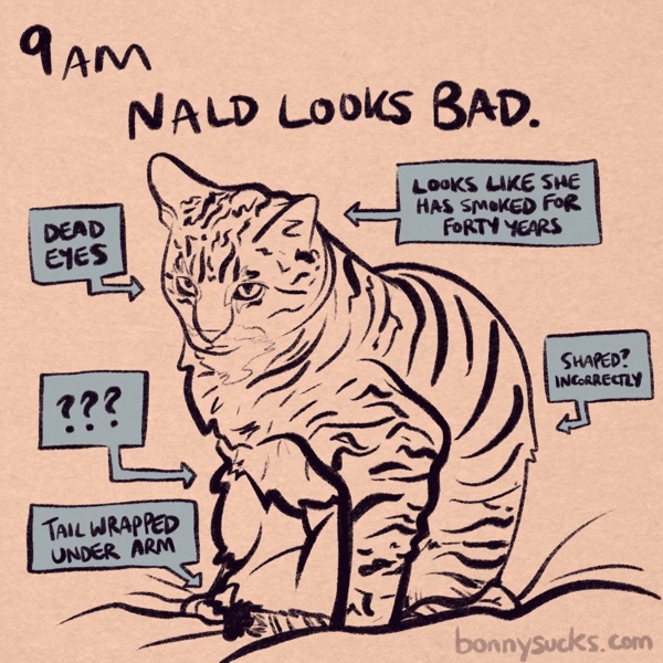 comic panel captioned 9am: nald looks bad. nald (aka bonny) is my tabby cat and she looks atrocious. captions point to her various awful features: her dead eyes, how she looks like she has smoked for forty years, that she is “shaped? incorrectly,” and that her tail is wrapped under her arm. there's a series of question marks pointing toward her belly, which appears to take up an Immense proportion of her body in this picture. she's a cute cat but it was a bad look and a bad photo. a caption hints that you should look at bonnysucks.com, which is nald's website.